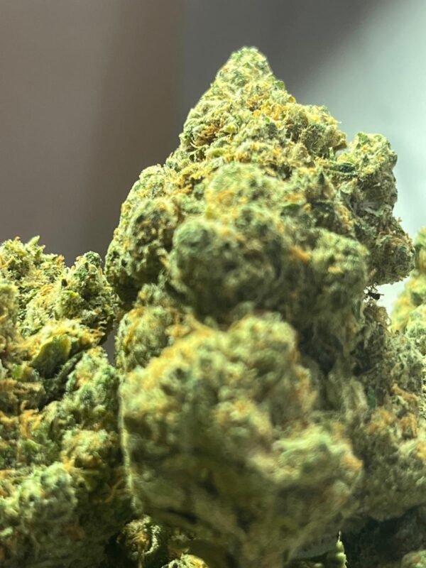 AMNESIA