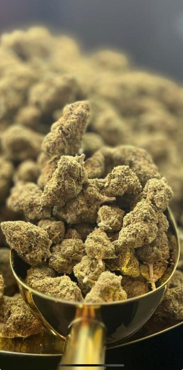 ORANGE BUD – Image 2
